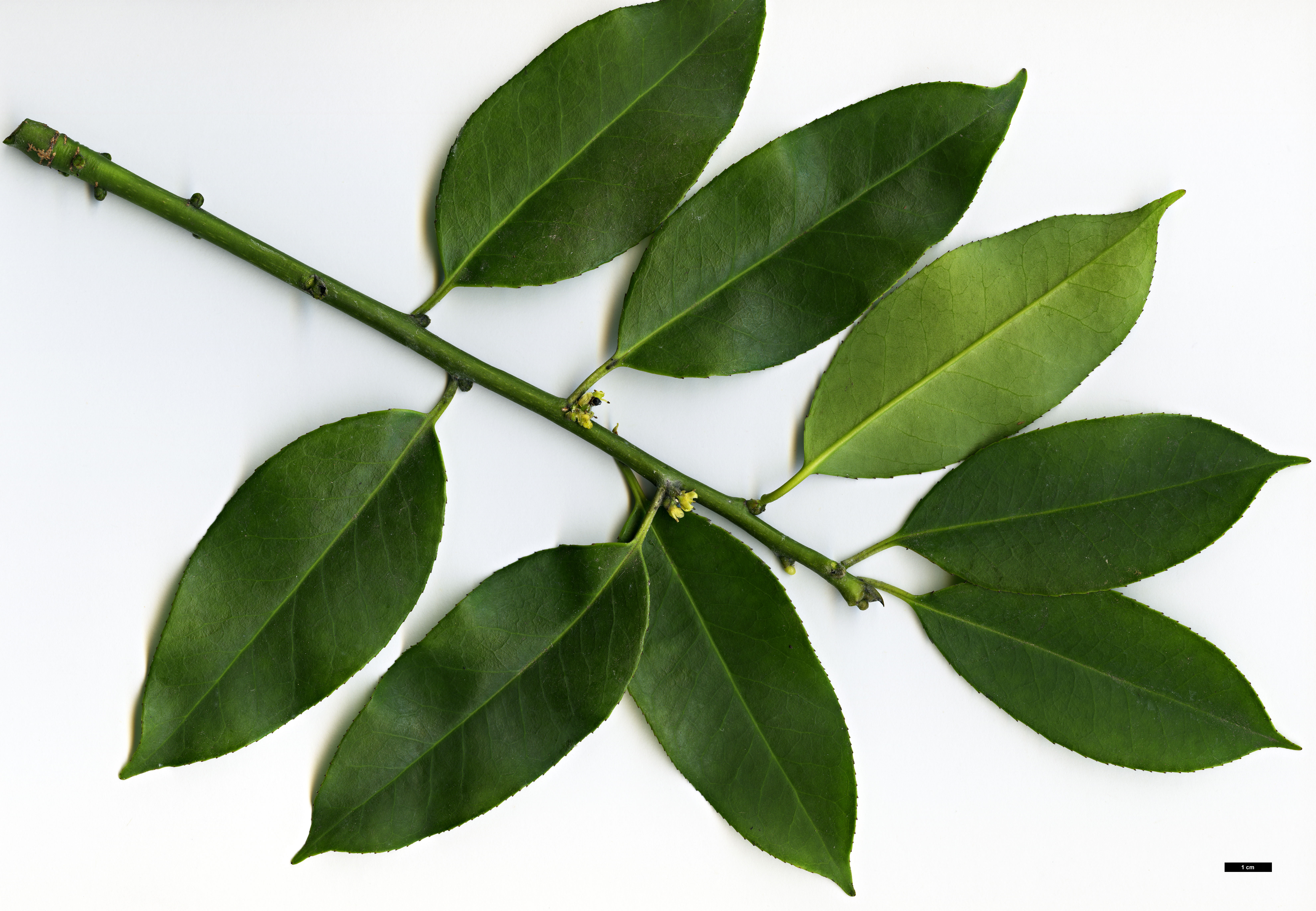 High resolution image: Family: Aquifoliaceae - Genus: Ilex - Taxon: fargesii - SpeciesSub: subsp. melanotricha